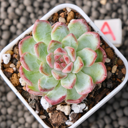 Echeveria Monroe x Sarahime Korean Succulent Plant New Changhee Hybrid