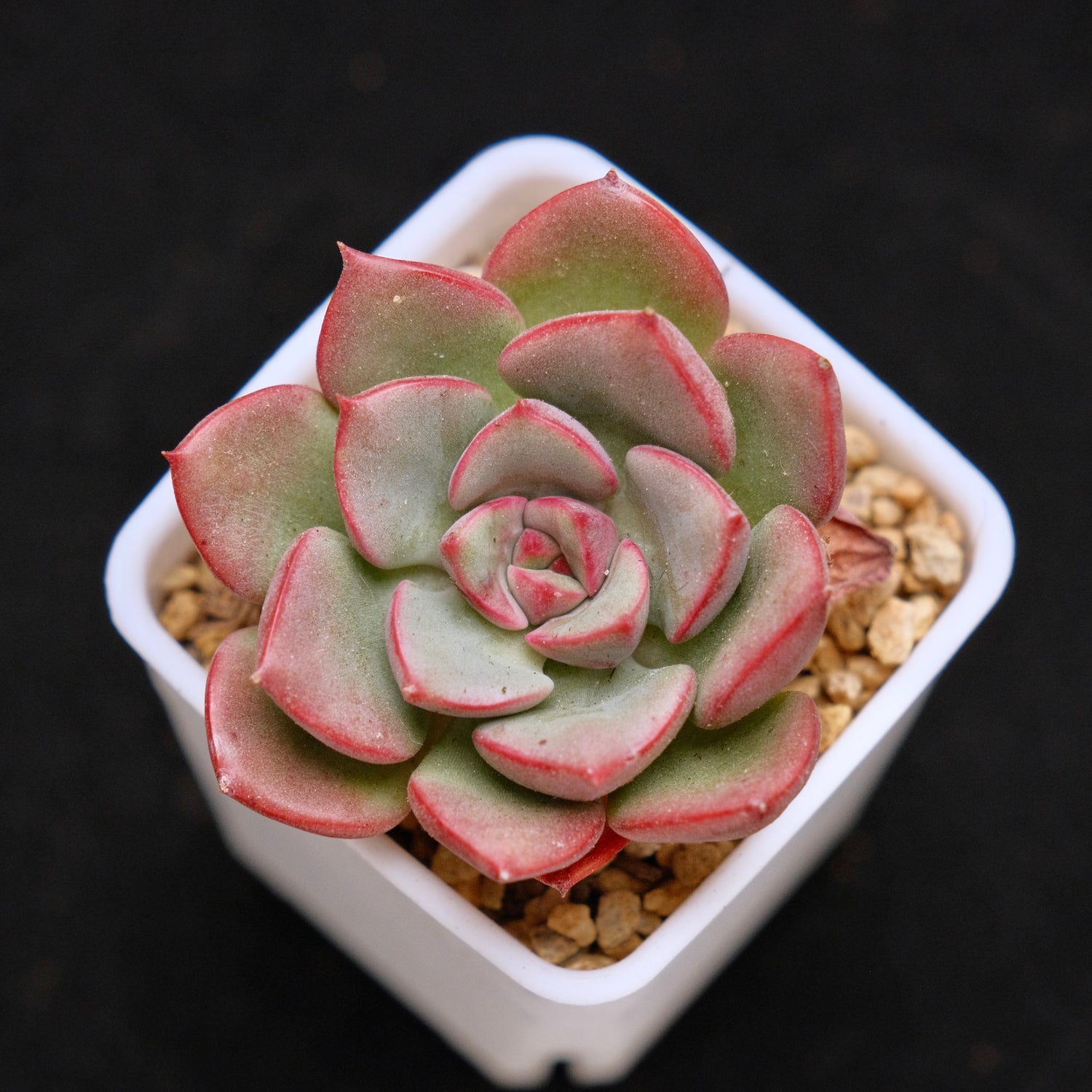 Graptoveria Aaron Korean Succulent Plant Changhee hybrid