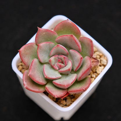 Graptoveria Aaron Korean Succulent Plant Changhee hybrid