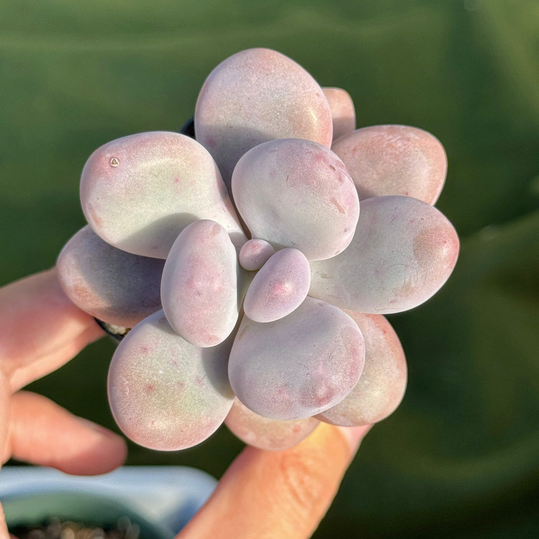 Pachyphytum Momobijin Korean Succulent Plant