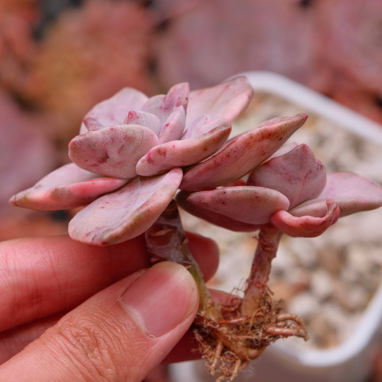 Variegated Graptoveria Albert Baynes Korean Succulent Plant