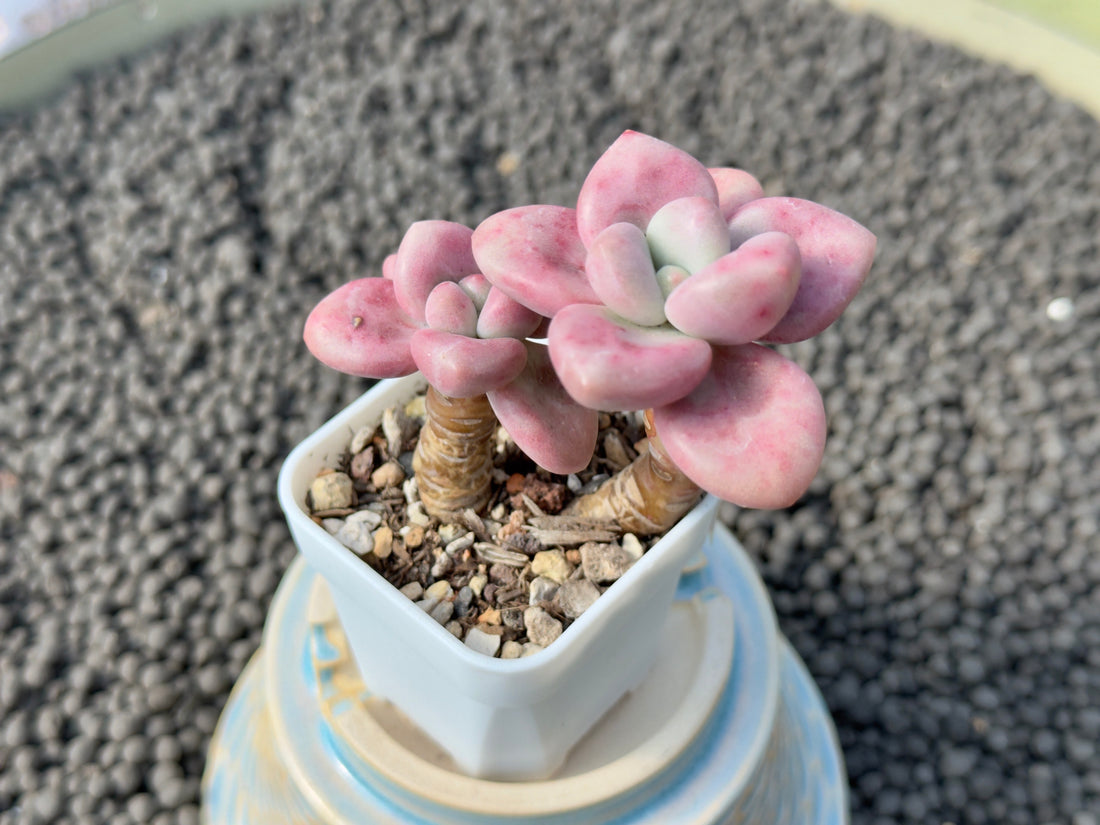 Graptoveria Diamante Rosa Korean Succulent Plant