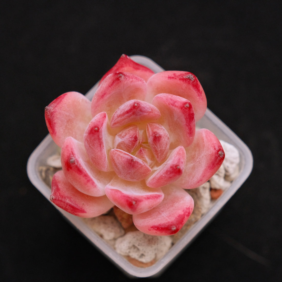 Echeveria Ratam Korean Succulent Plant