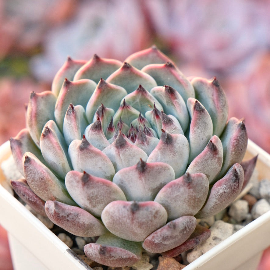 Echeveria Jackal Korean Succulent Plant
