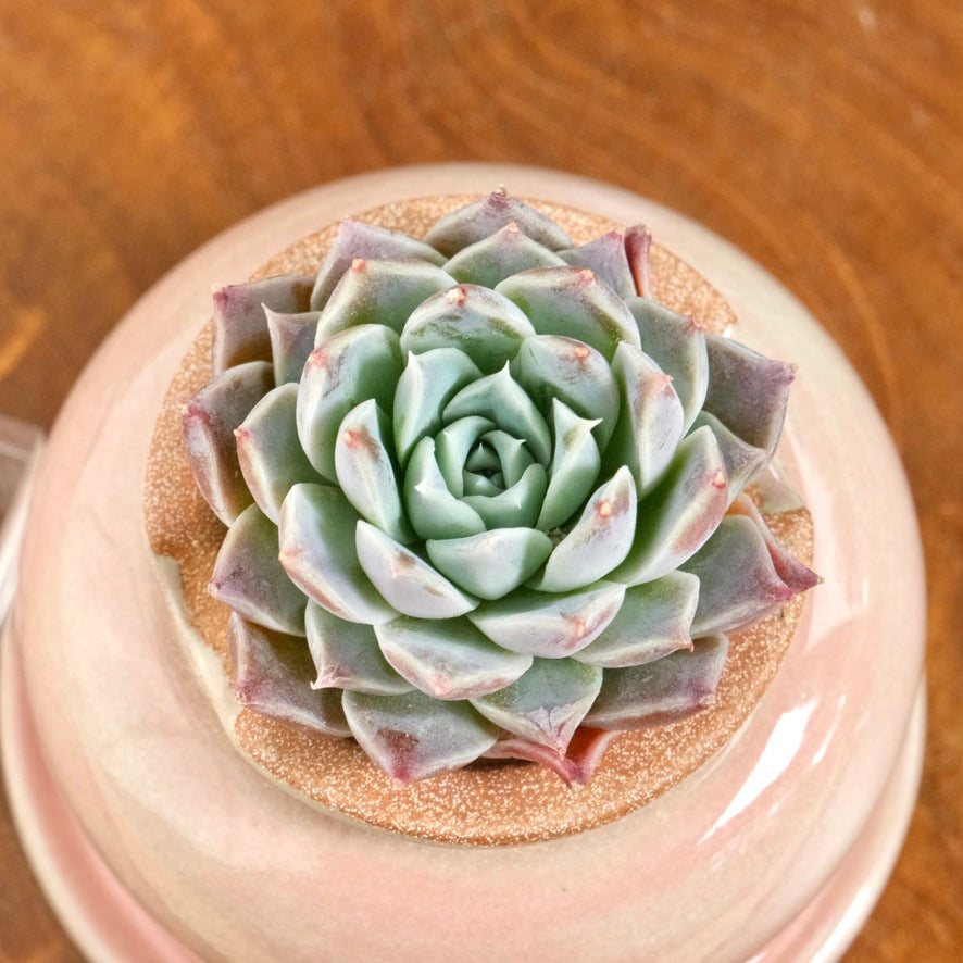 Echeveria Lilac Card Korean Succulent Plant Changhee hybrid