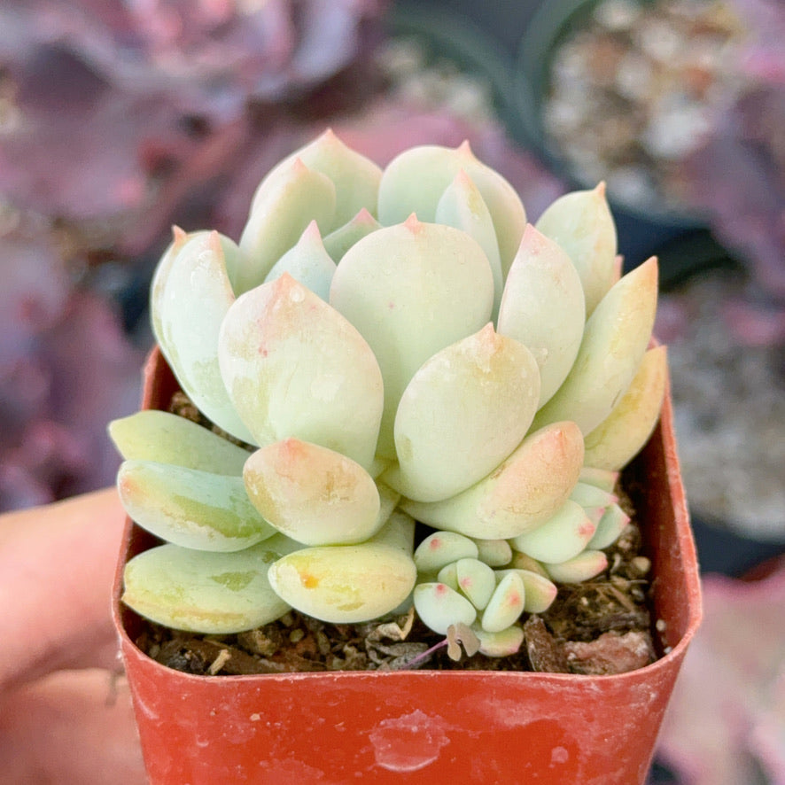 Graptoveria Moonglow Succulent Plant