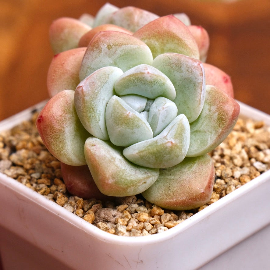 Echeveria Ice Green Imported Succulent Plant