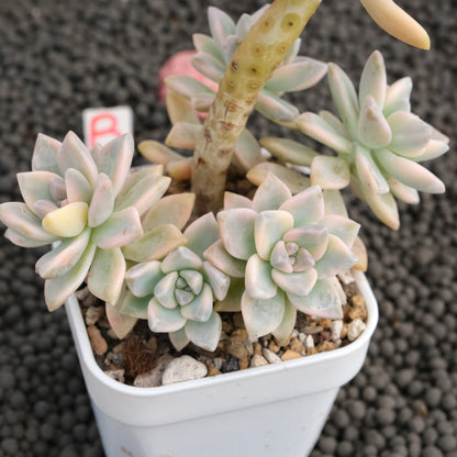 Variegated Graptosedum Ghosty Imported Succulent Plant