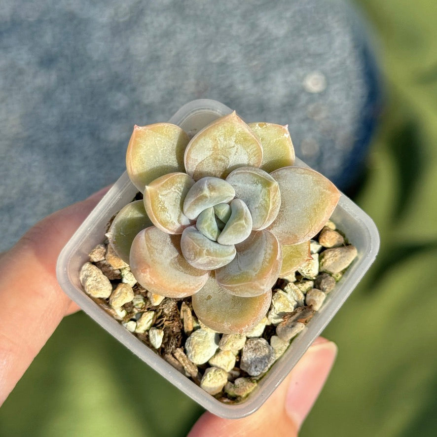 Pachyveria Ivory Mountain Korean Succulent Plant