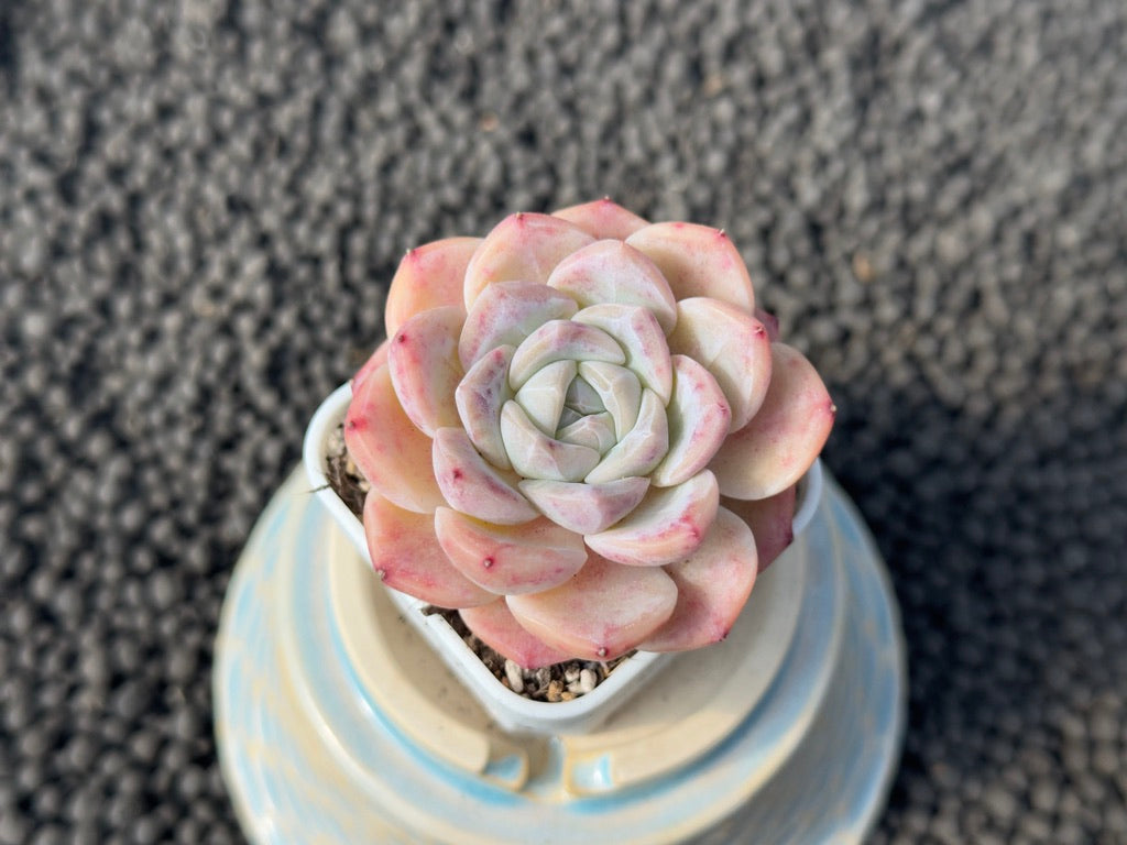 Echeveria Pink Lina Imported Succulent Plant