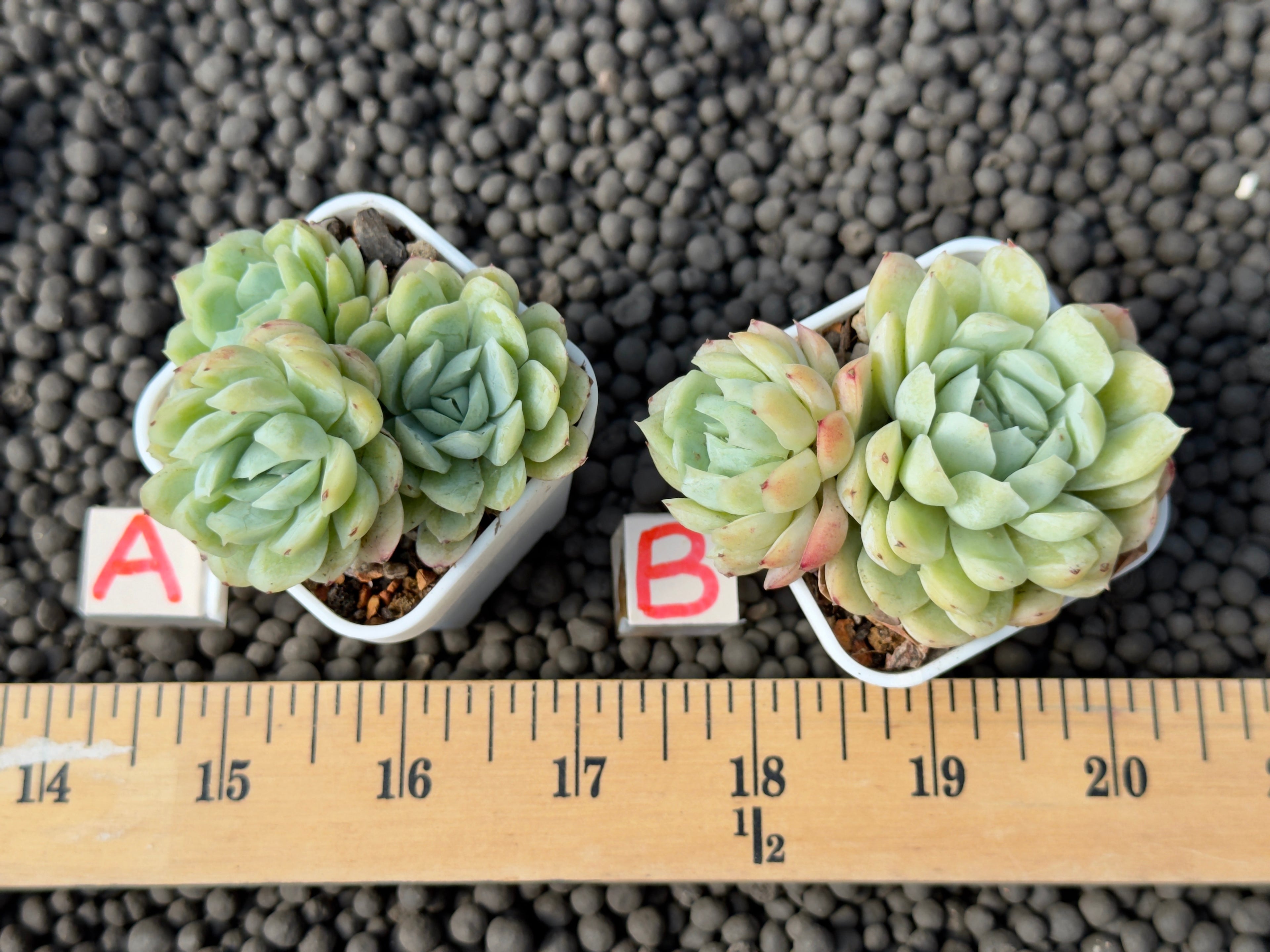 Echeveria Twin Berry Imported Succulent Plant