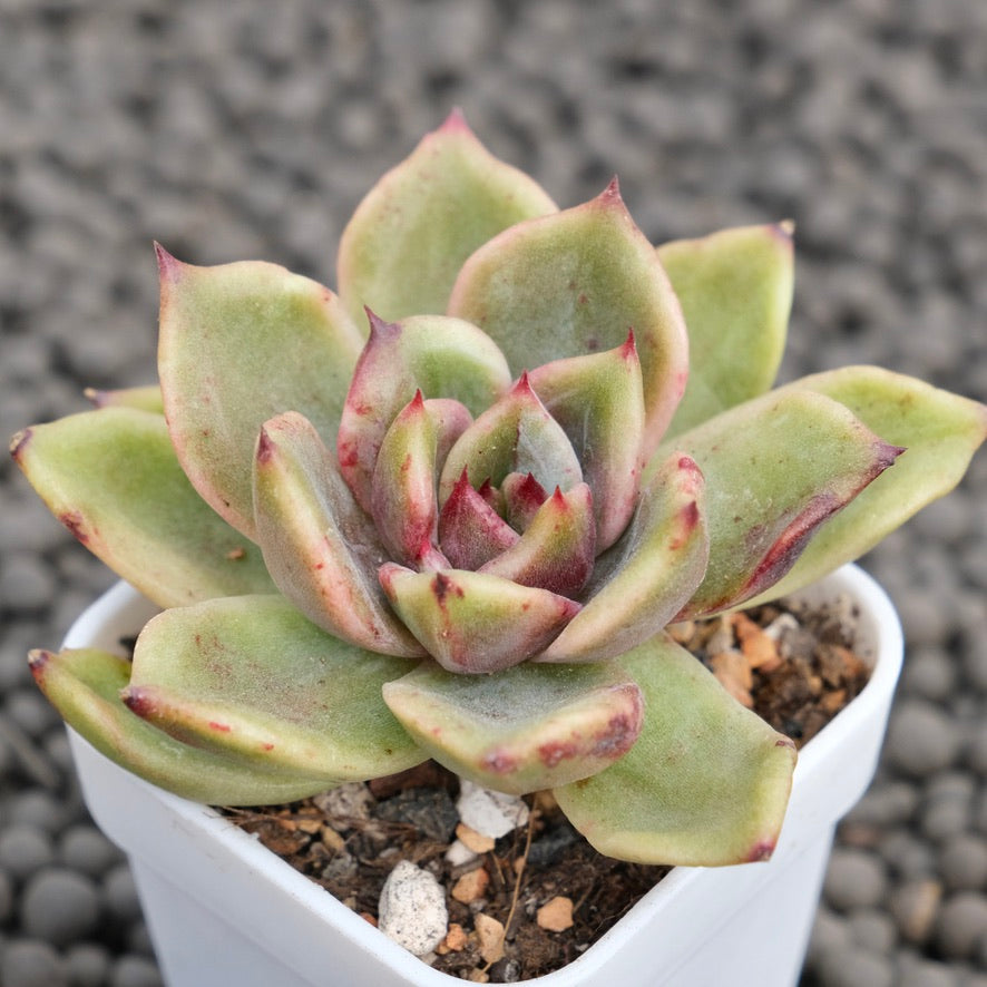 Echeveria Shinebly Korean Succulent Plant Air Magic Hybrid