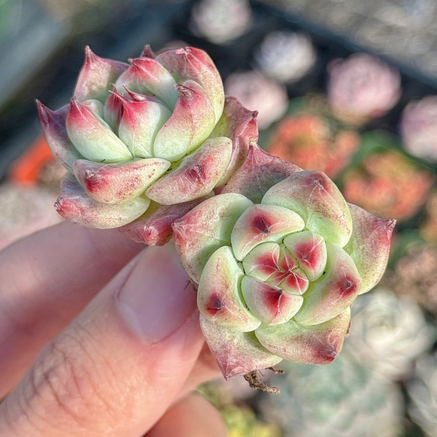 Echeveria Betelgeuse Succulent Plant *New* D