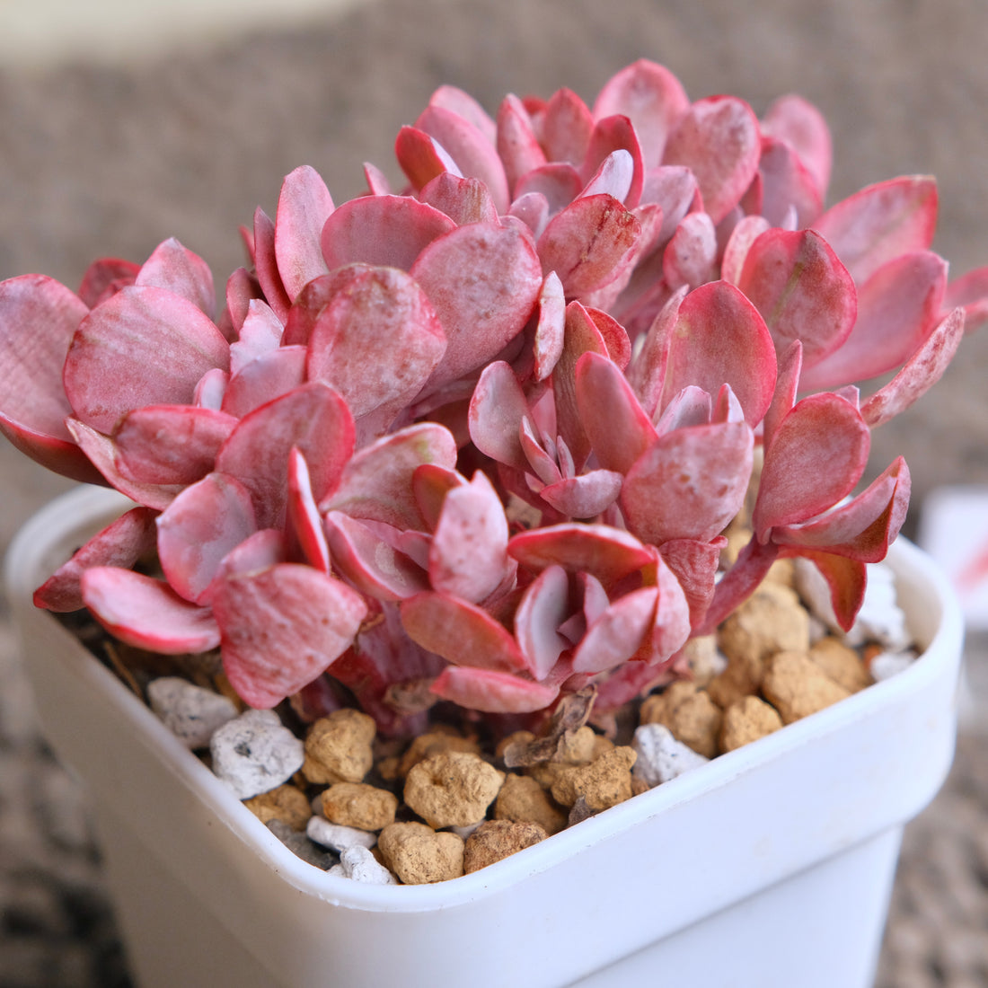 Crested Echeveria Angel Wings variegated Korean Succulent Plant - A