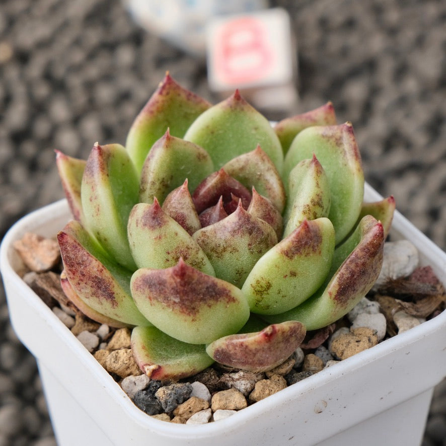 Echeveria Black Edge Korean Succulent Plant Changhee Hybrid