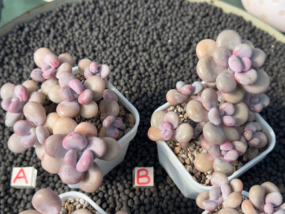 Graptopetalum amethystinum Imported Succulent Plant