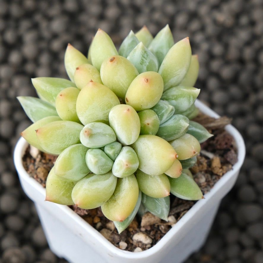 Pachyphytum Sky Beauty Korean Succulent Plant