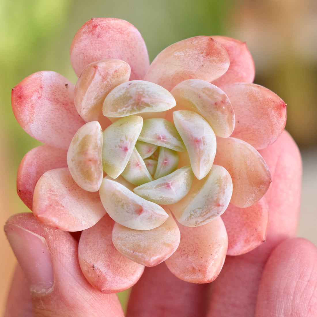 Mystery Hybrid Imported Succulent Plant