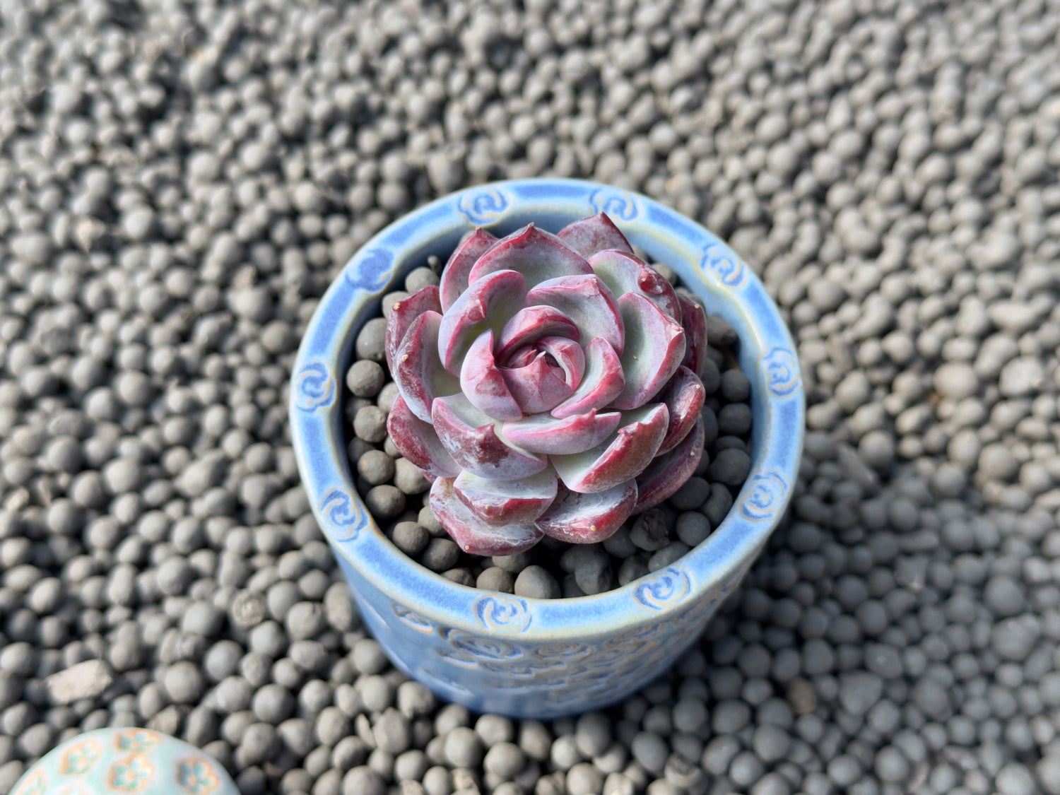 Echeveria Raspberry Korean Succulent Plant