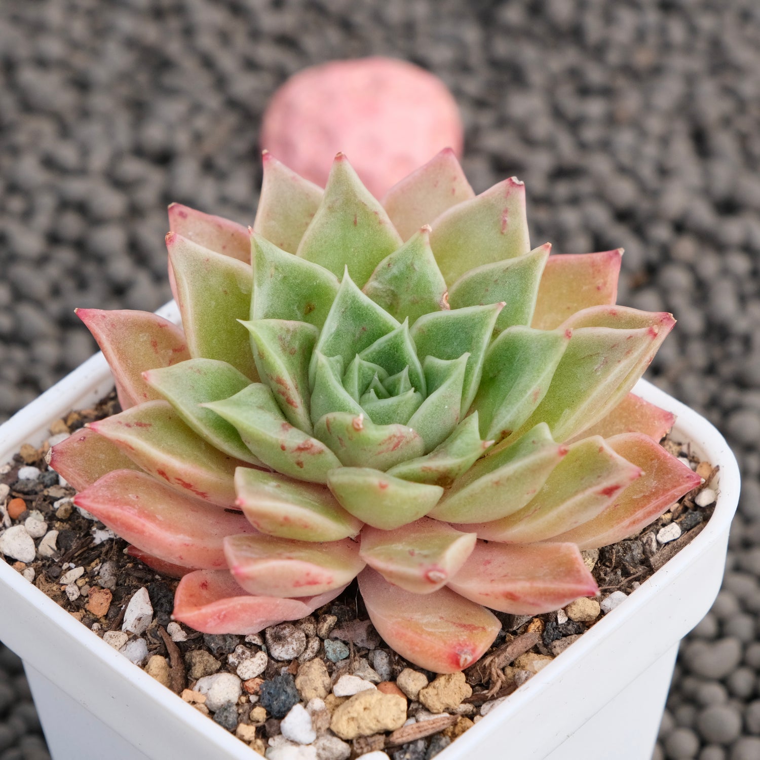 Echeveria Lime Sweet Korean Succulent Plant Changhee Hybrid