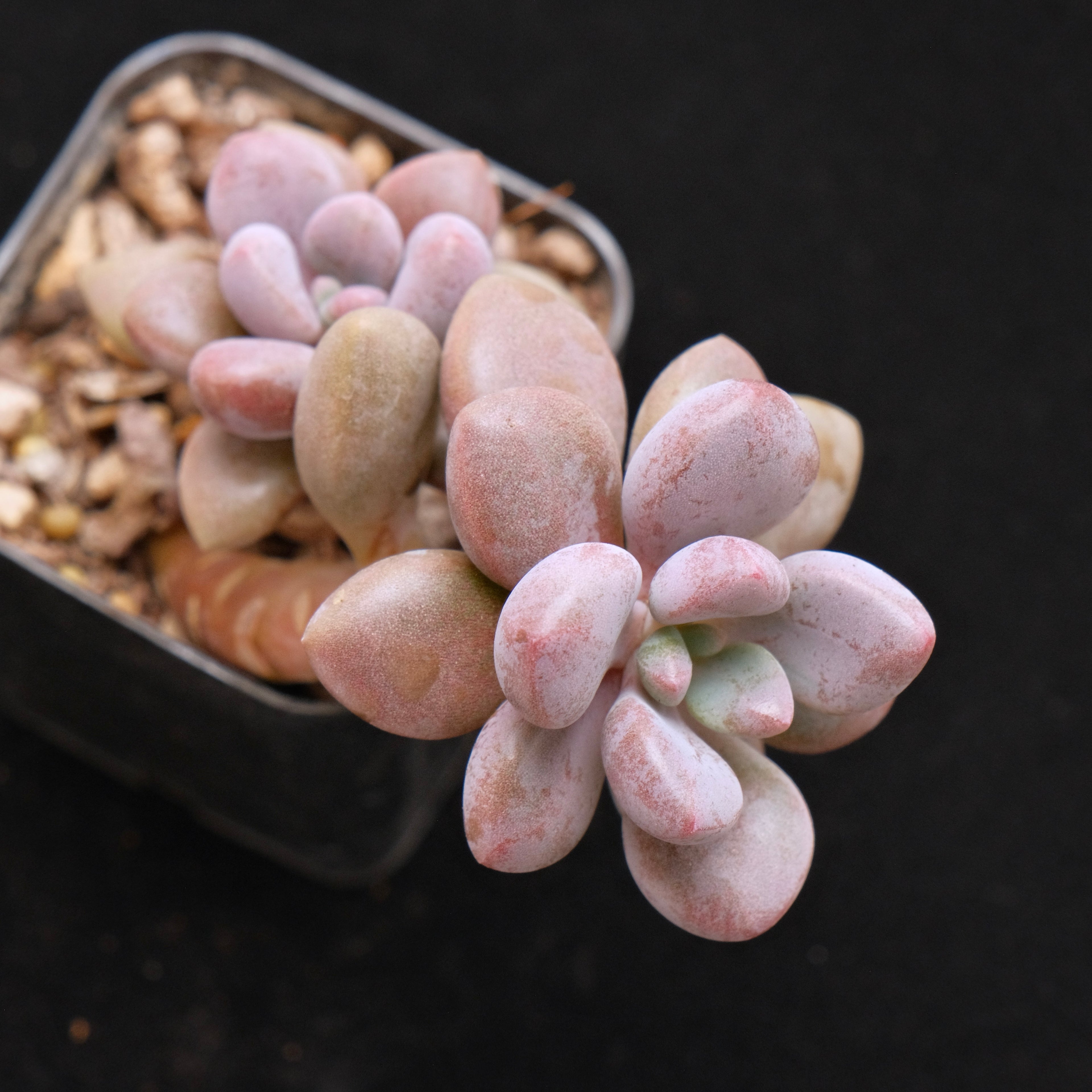 Graptosedum Indian Pink Korean Succulent Plant Air Magic Hybrid