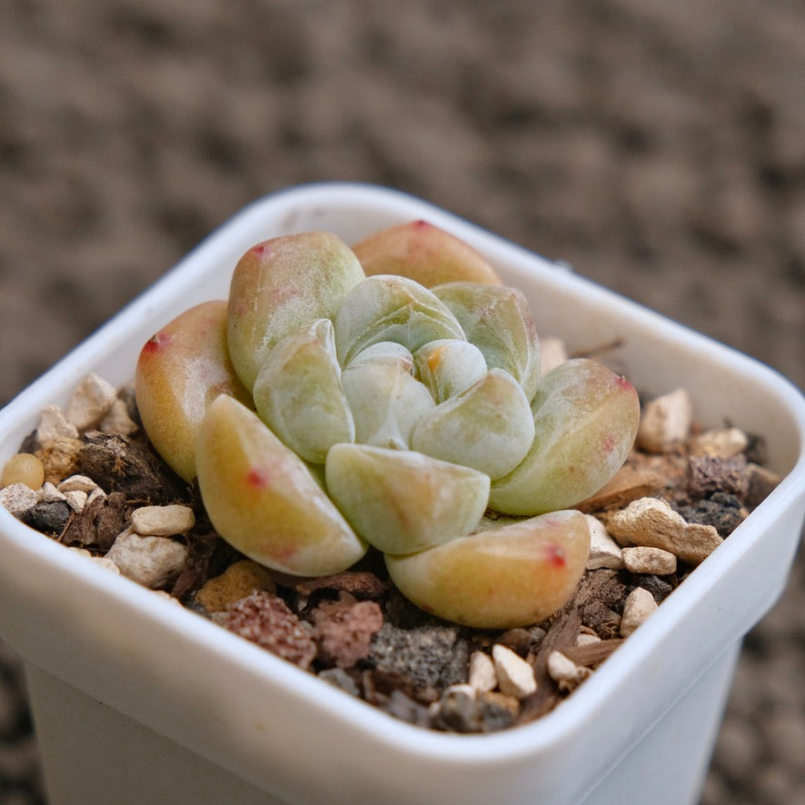 Echeveria Yuha Imported Succulent Plant