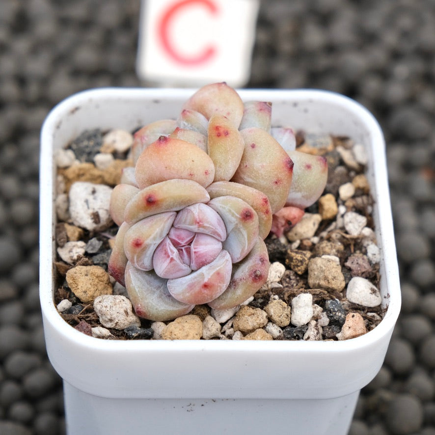 Echeveria Hoshikage Imported Succulent Plant