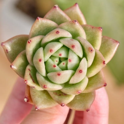 Echeveria Maria Imported Succulent Plant