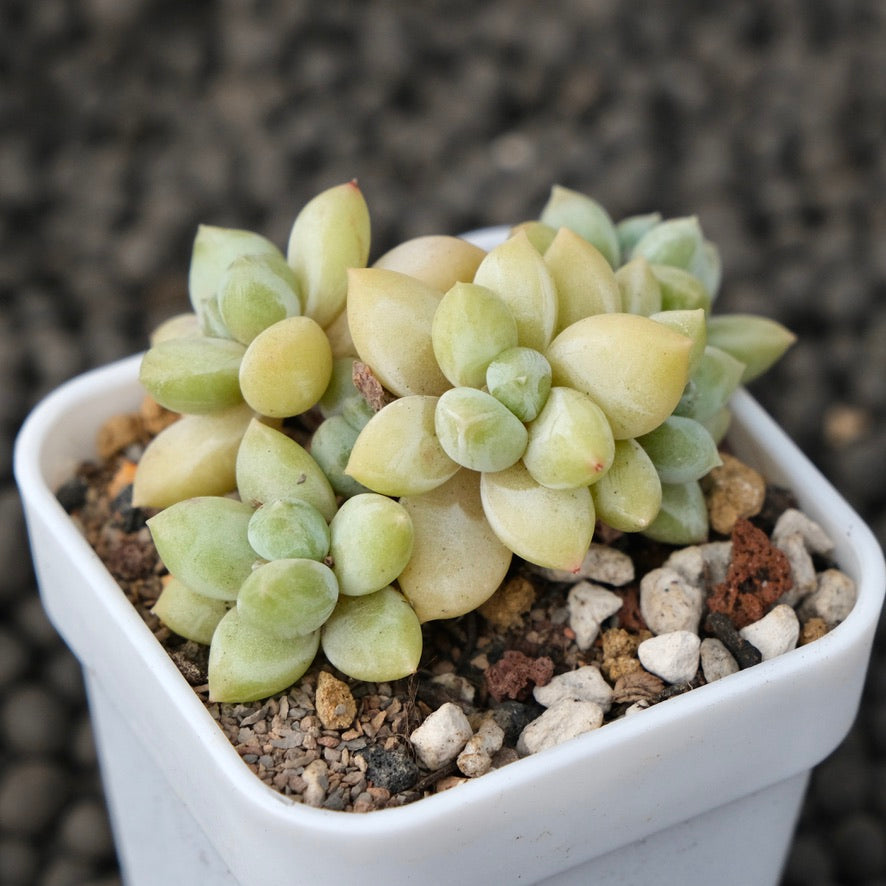 Pachyphytum Sky Beauty Korean Succulent Plant