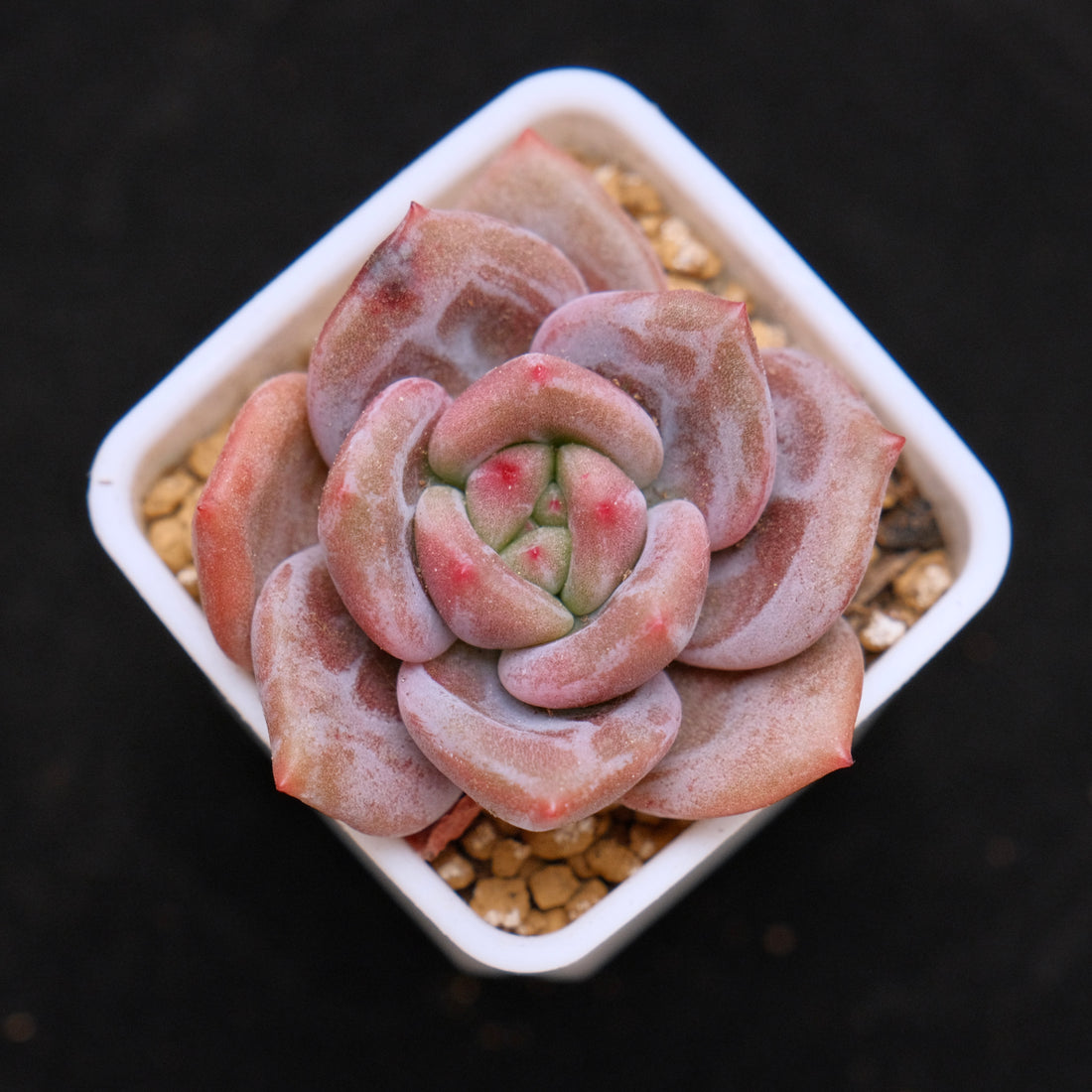 Echeveria White Night Korean Succulent Plant Baekya