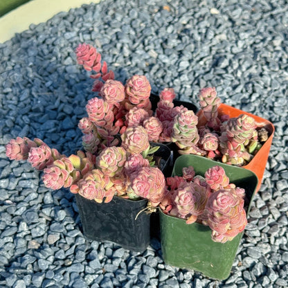 Sedum Versadense Succulent Plant