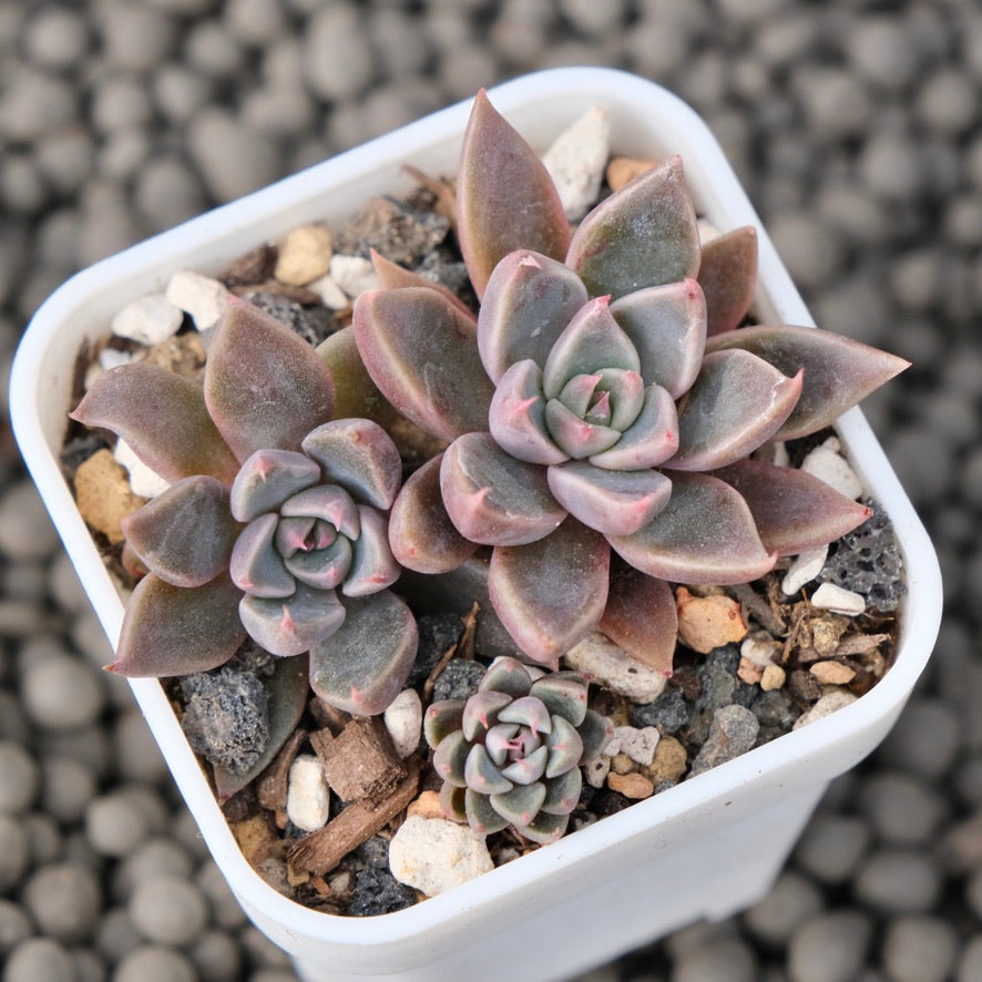 Graptoveria Resbi Korean Succulent Plant Air Magic Hybrid