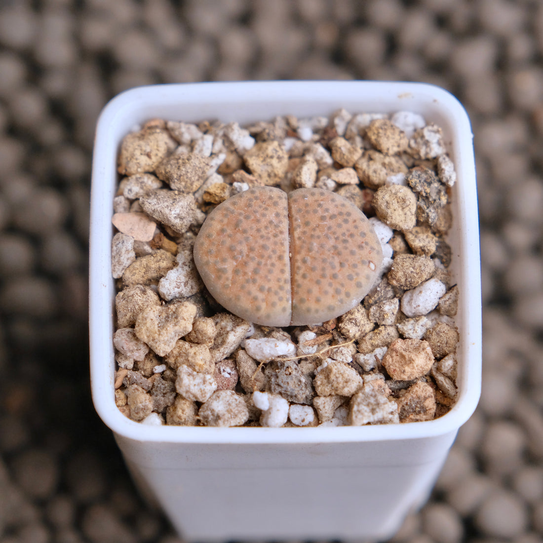 Lithops fulviceps Imported Succulent Plant - random