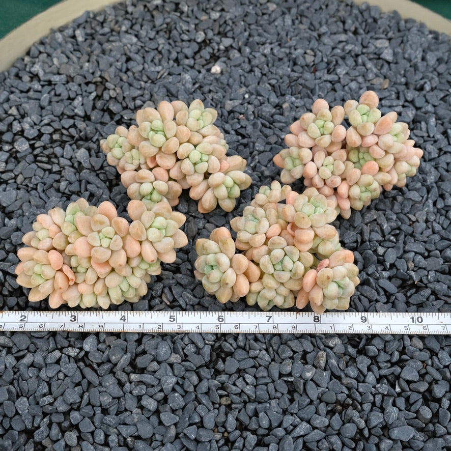 Graptosedum Cheesecake Imported Succulent Plant