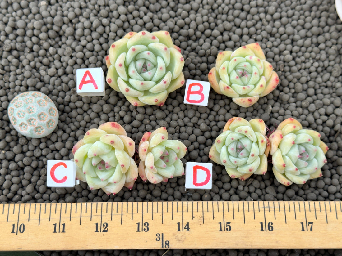 Echeveria Karla Korean Succulent Plant