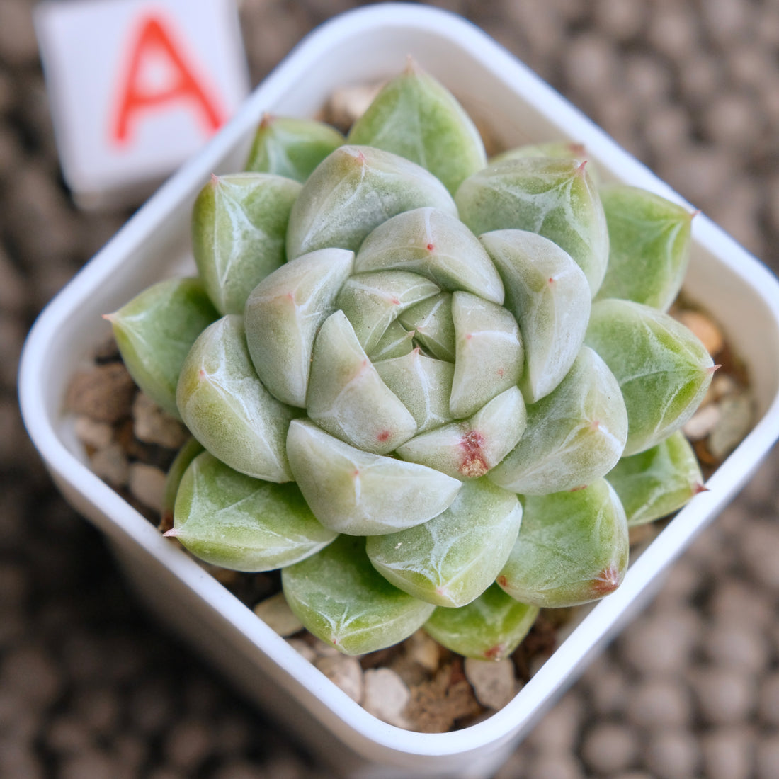 Echeveria Diamond Korean Succulent Plant - A