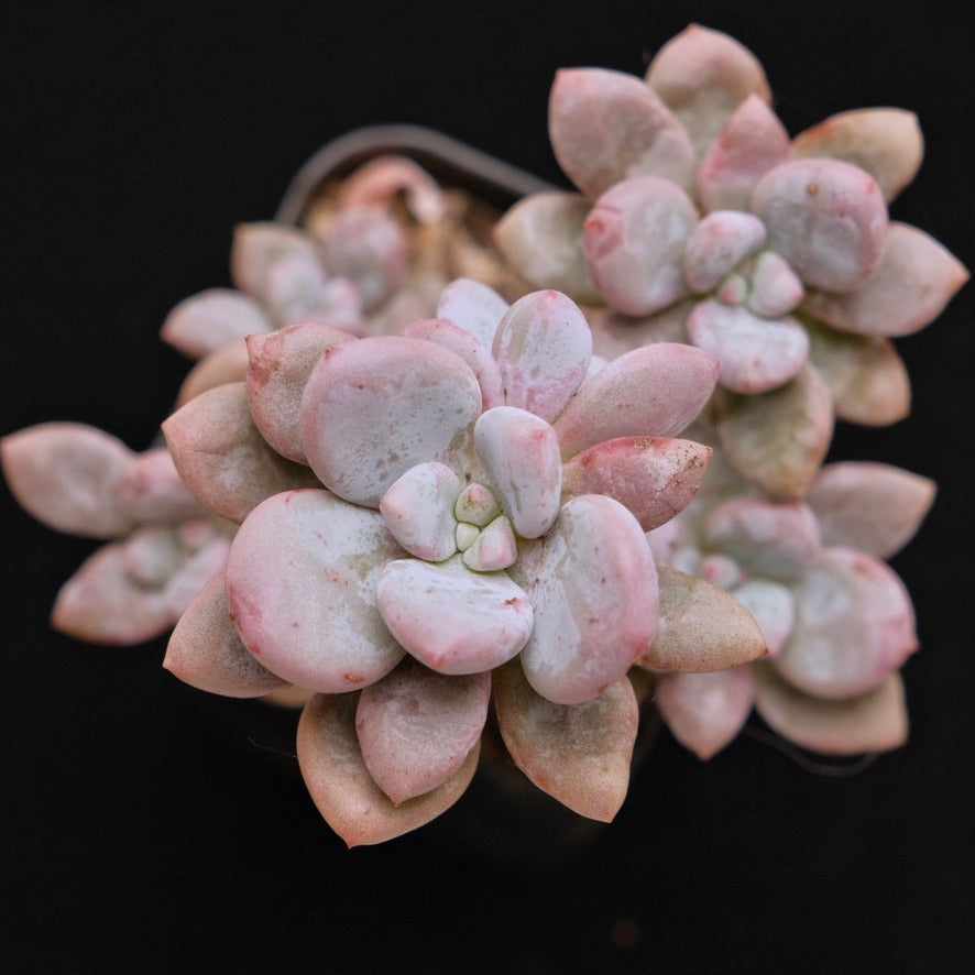 Pachyveria hybrid Korean Succulent Plant