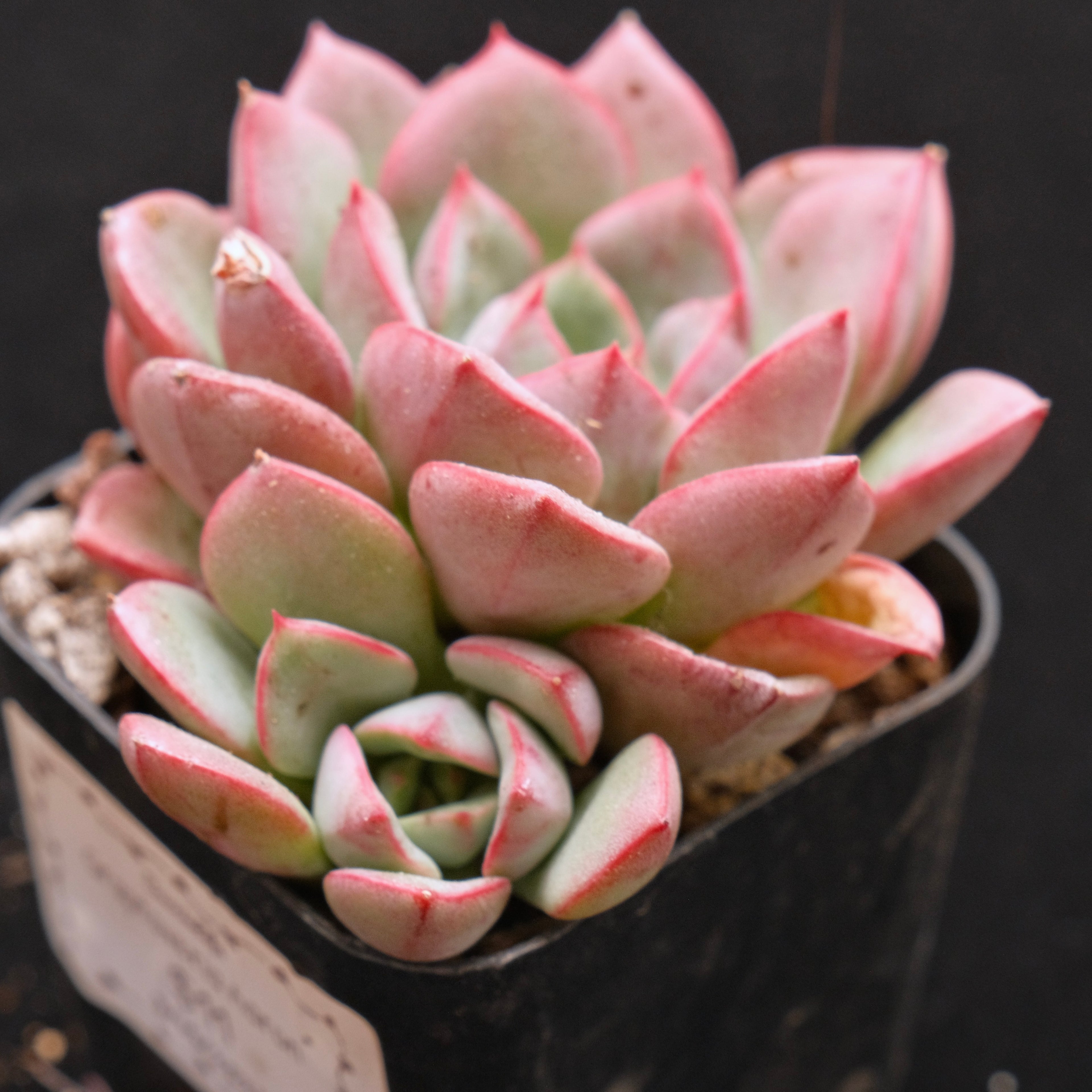 Graptoveria Aaron Korean Succulent Plant Changhee Hybrid