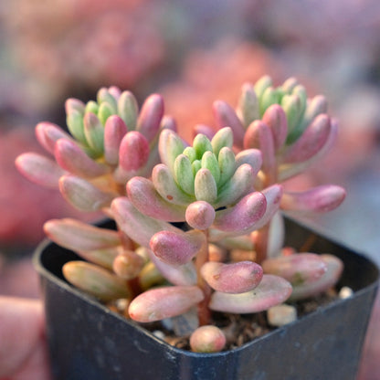 Variegated Sedum Aurora Succulent Plant