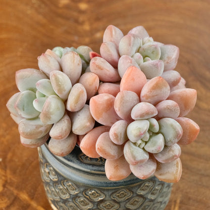 Graptoveria Amor Fati cluster Imported Succulent Plant