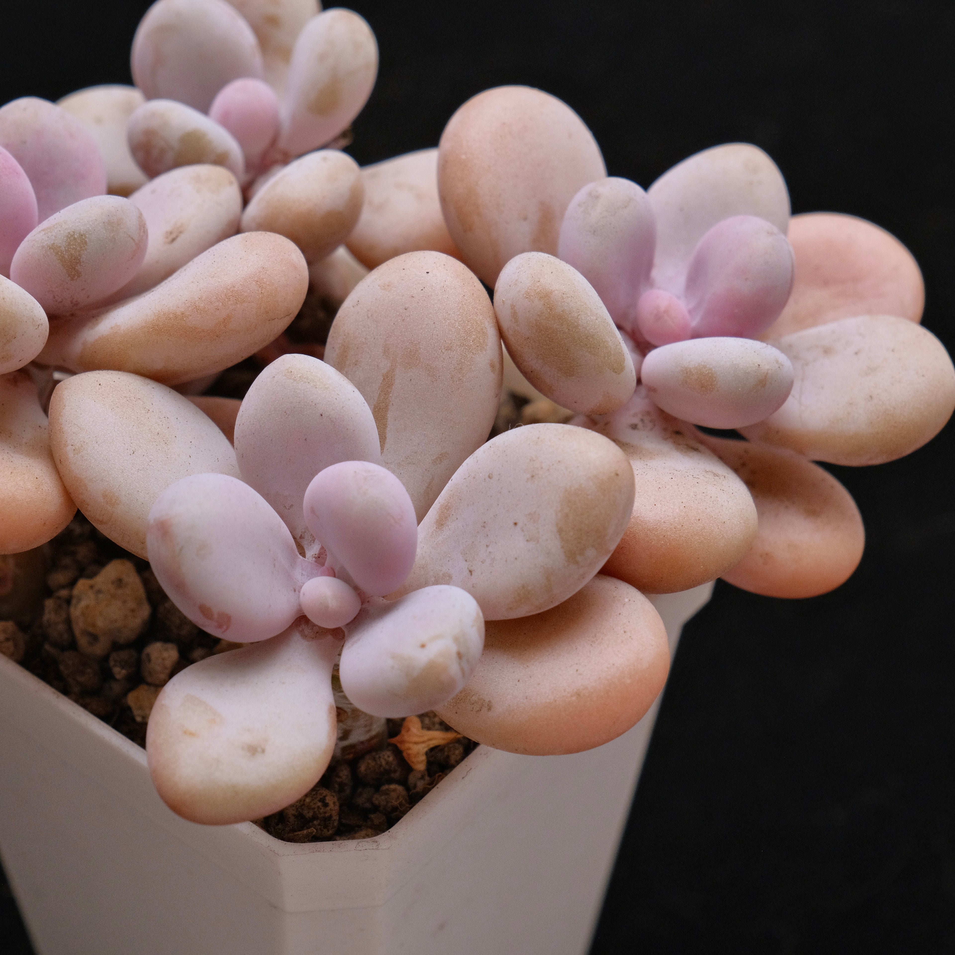 Graptopetalum Amethystinum Korean Succulent Plant