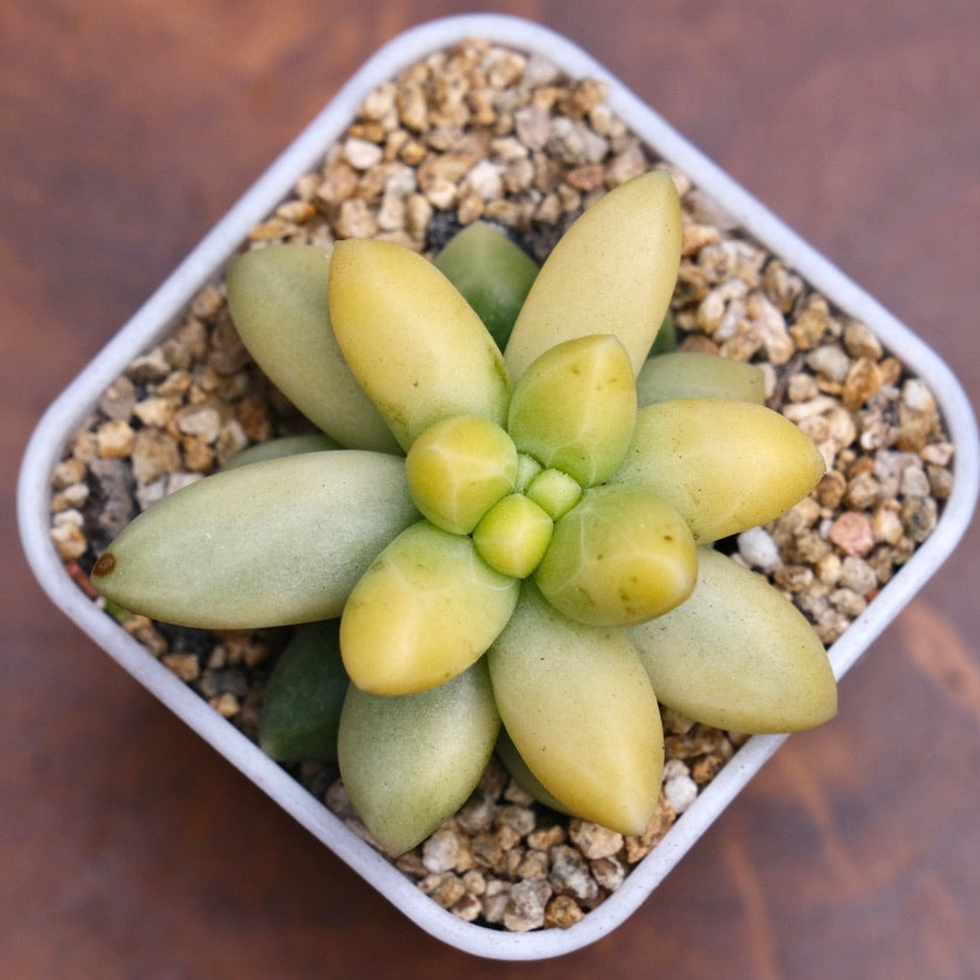 Variegated Pachyphytum compactum Imported Succulent Plant