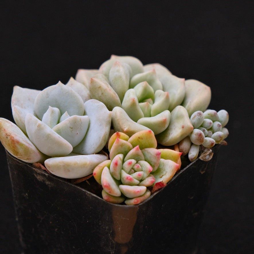 Baby Pot Korean Succulent Plant