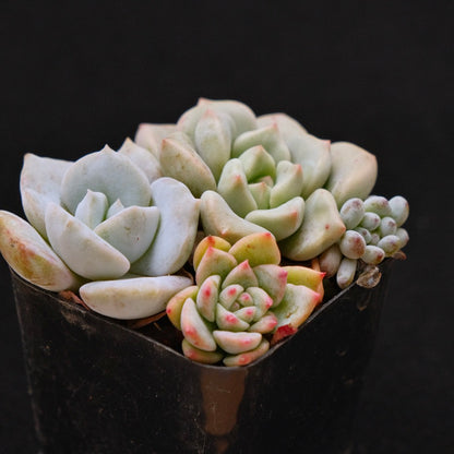 Baby Pot Korean Succulent Plant