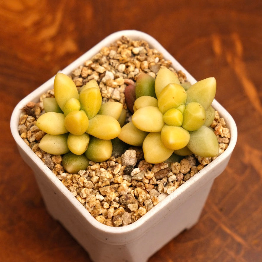 Variegated Pachyphytum compactum Imported Succulent Plant