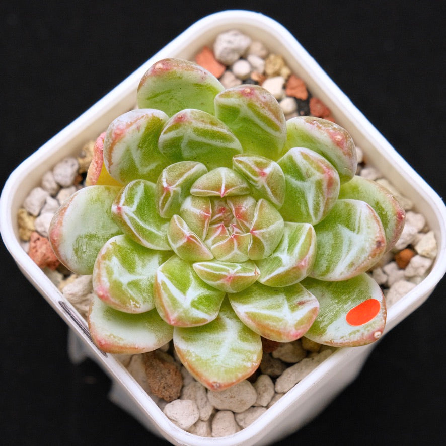 Echeveria Snowflake Jelly Korean Succulent Plant *Rare*