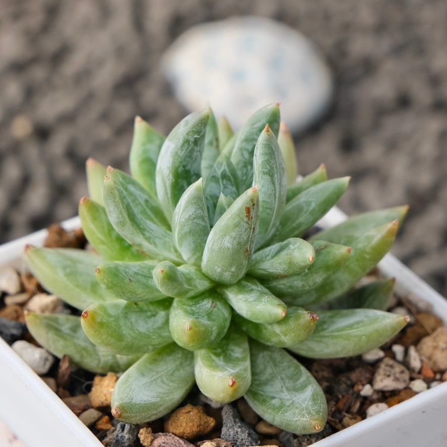 Pachyveria Cerato Korean Succulent Plant