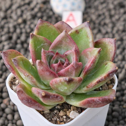 Echeveria Moila Korean Succulent Plant New Hybrid