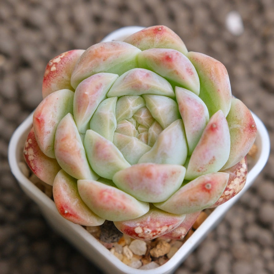 Echeveria Jelly Hybrid Imported Succulent Plant