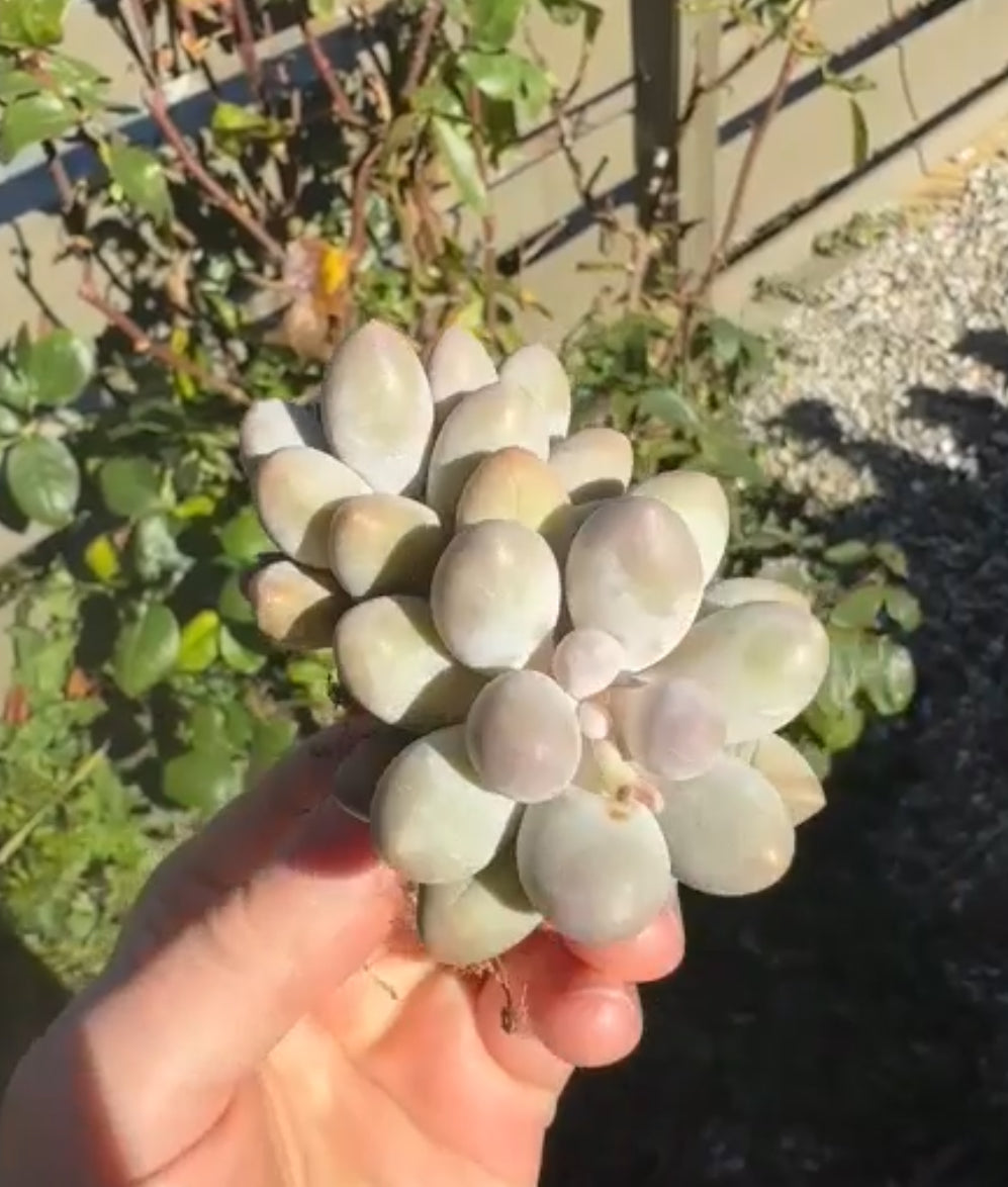 Pachyphytum Sweet Dumpling &quot;Tang Yuan&quot; Imported Succulent Plant *New*